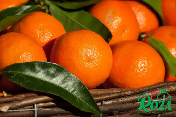 First-Hand Supplier of Little Mandarin Fruit