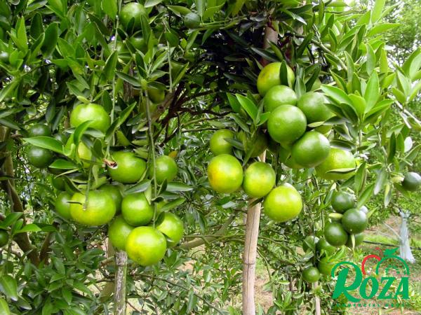 Why Do Mandarin Oranges Turn Green?