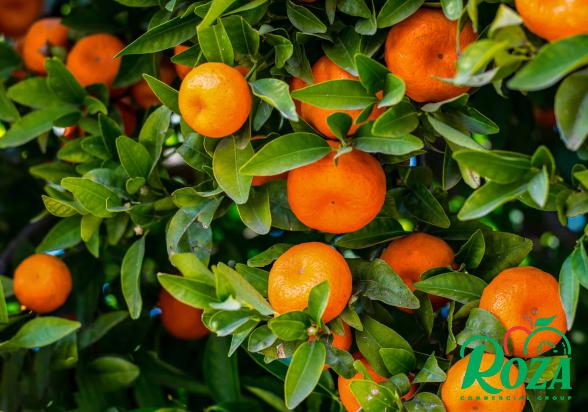 Are Little Mandarins Good for You?