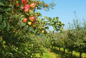 1 kg apple price in Iran