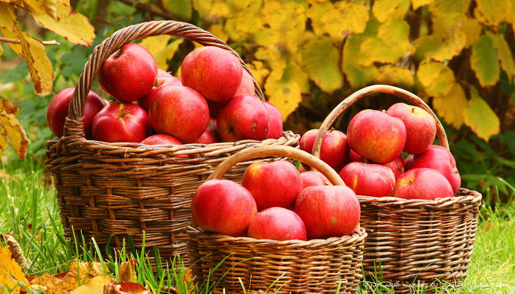 Iran Red Delicious Apple Wholesale Price