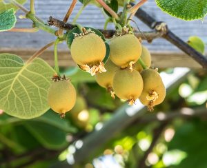 KIWI DESSERT