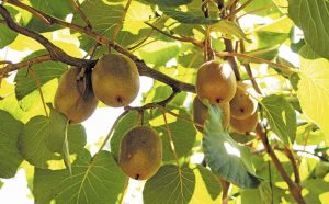 Golden kiwi season