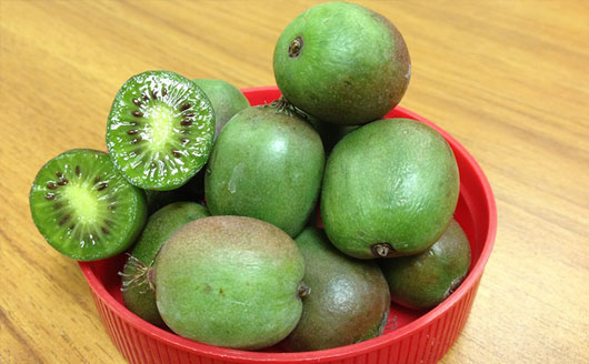 BEST HARDY KIWIFRUIT PLANTS VARIETIES COST