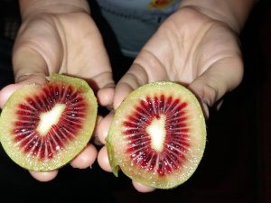 RED KIWI PRICE