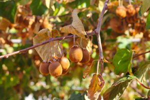 kiwifruit calories