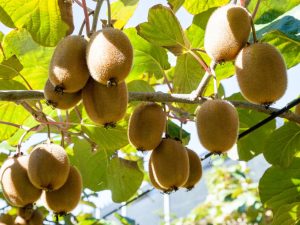 KIWI FRUIT BENEFITS