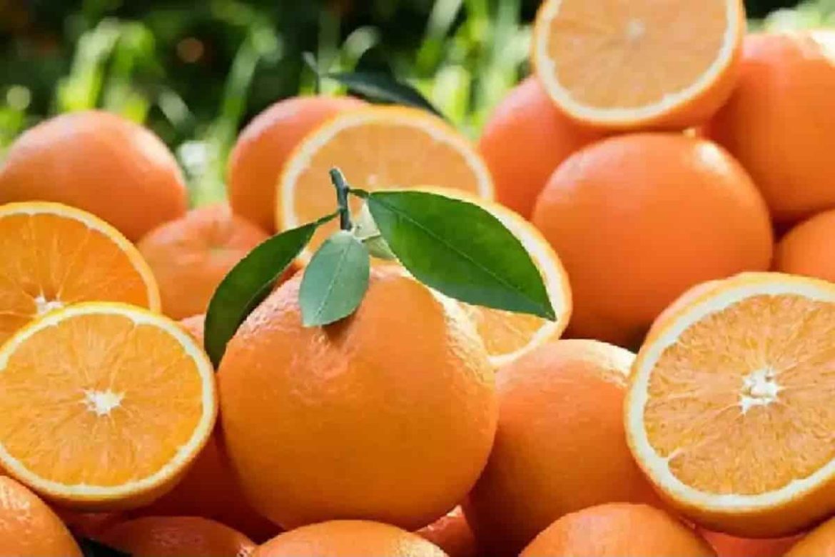 Navel orange buy and sell