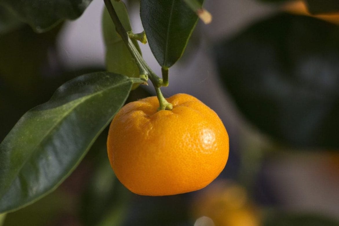 Navel orange export quality in uk