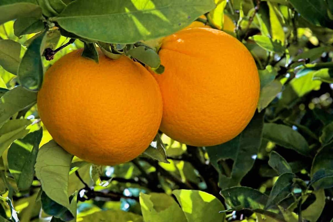 Best price navel orange