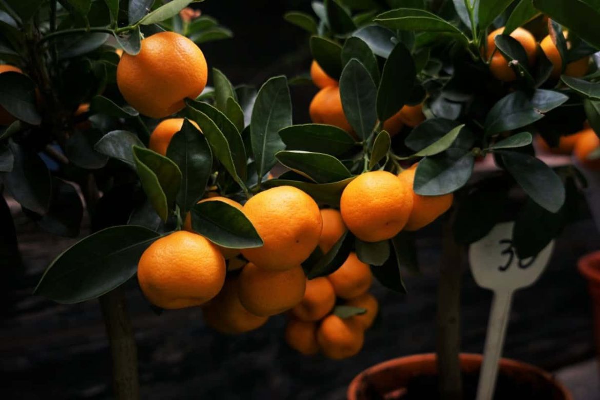 Cheap Navel orange tree for sale