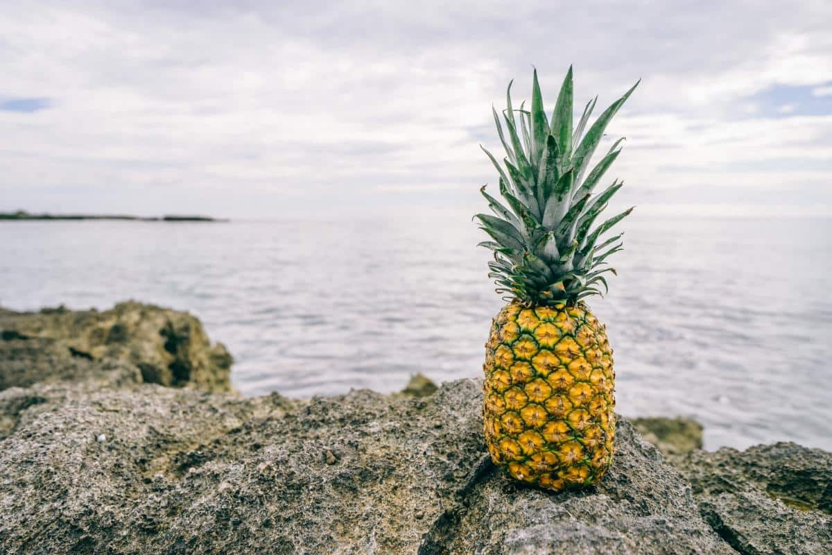  Buy the best types of Hawaii pineapple at a cheap price 