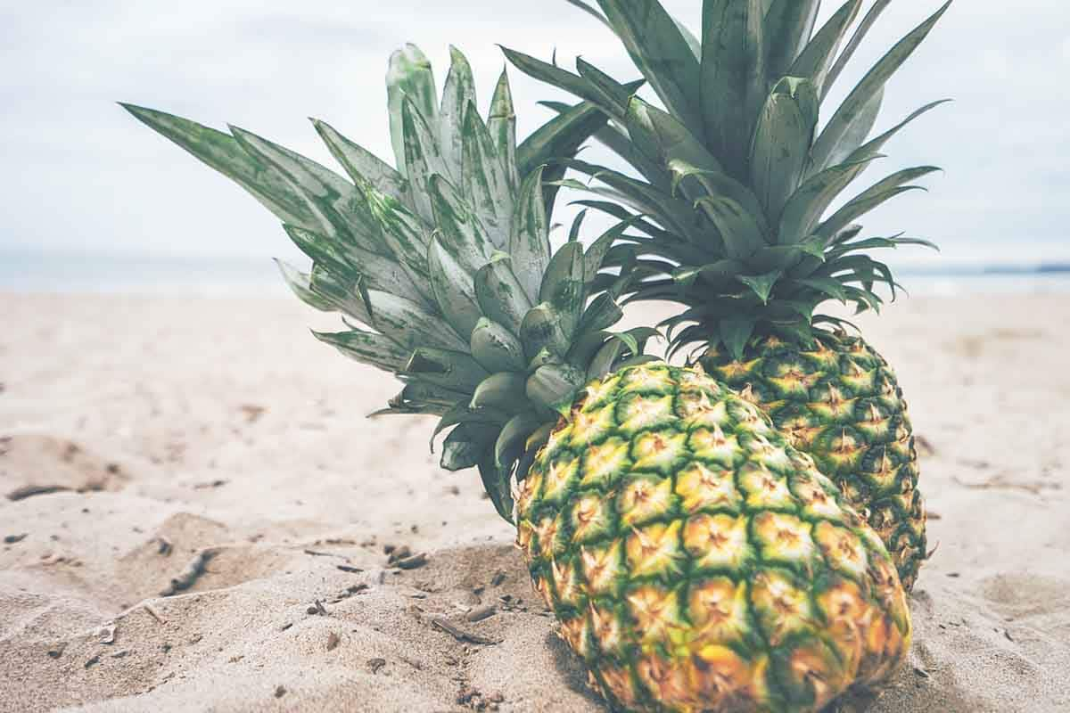  Buy the best types of Hawaii pineapple at a cheap price 