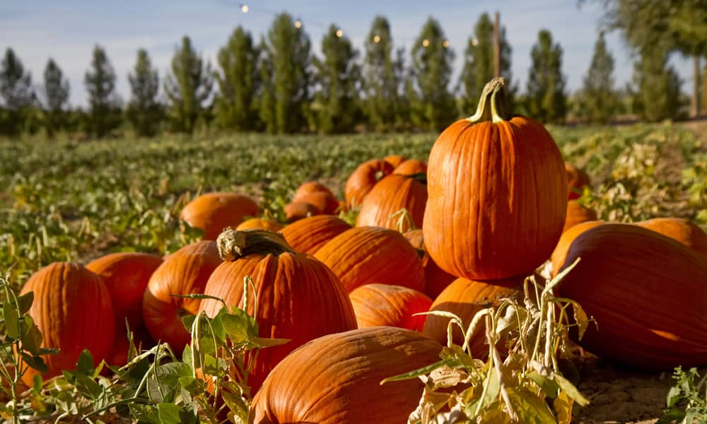  What Is pumpkin patch + Purchase Price of pumpkin patch 