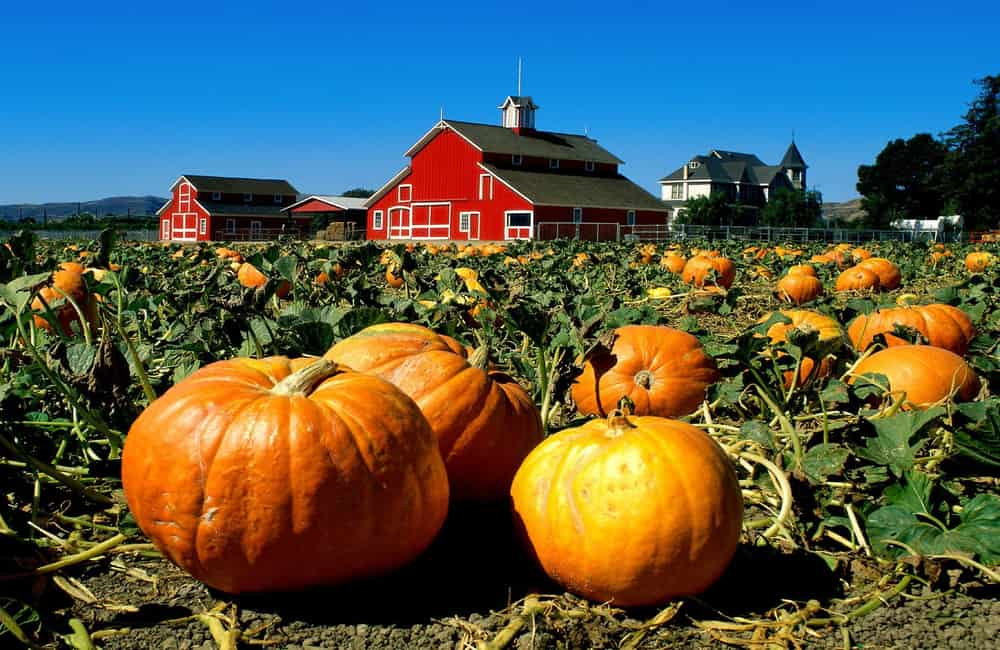  What Is pumpkin patch + Purchase Price of pumpkin patch 