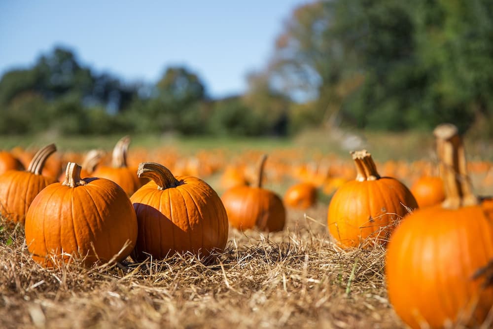  What Is pumpkin patch + Purchase Price of pumpkin patch 