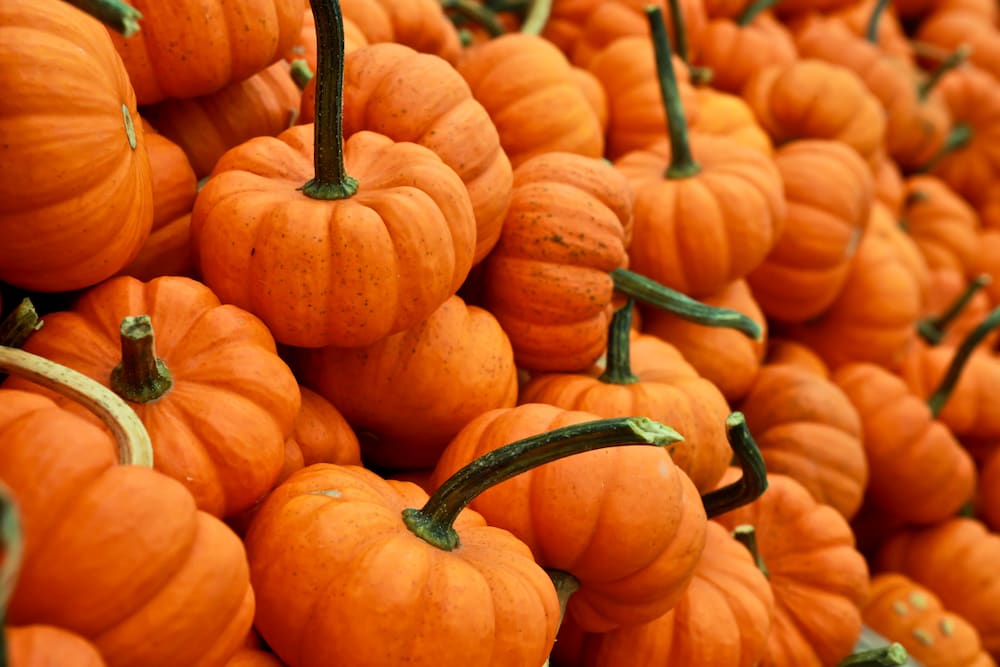  What Is pumpkin patch + Purchase Price of pumpkin patch 