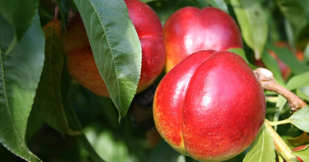  yellow nectarine purchase price + sales in trade and export 