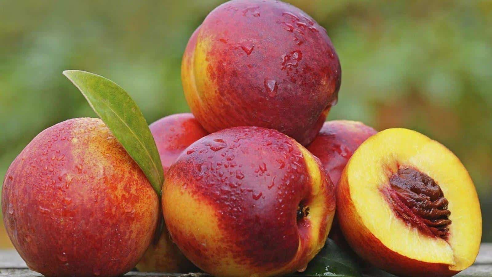  yellow nectarine purchase price + sales in trade and export 