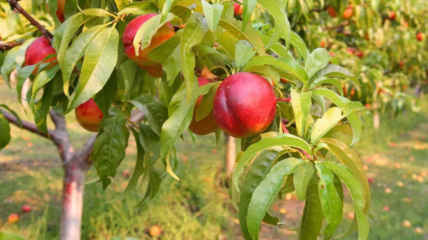  yellow nectarine purchase price + sales in trade and export 