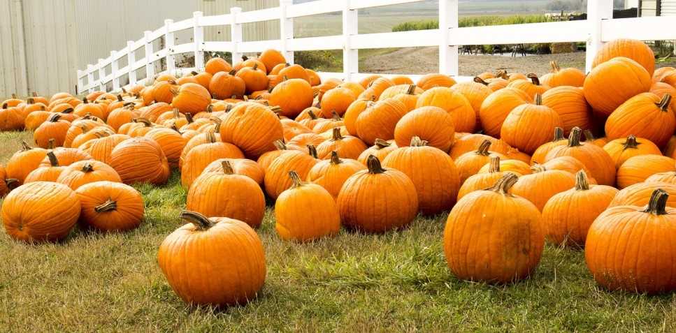  Bishops Burts Great Pumpkin Farm 