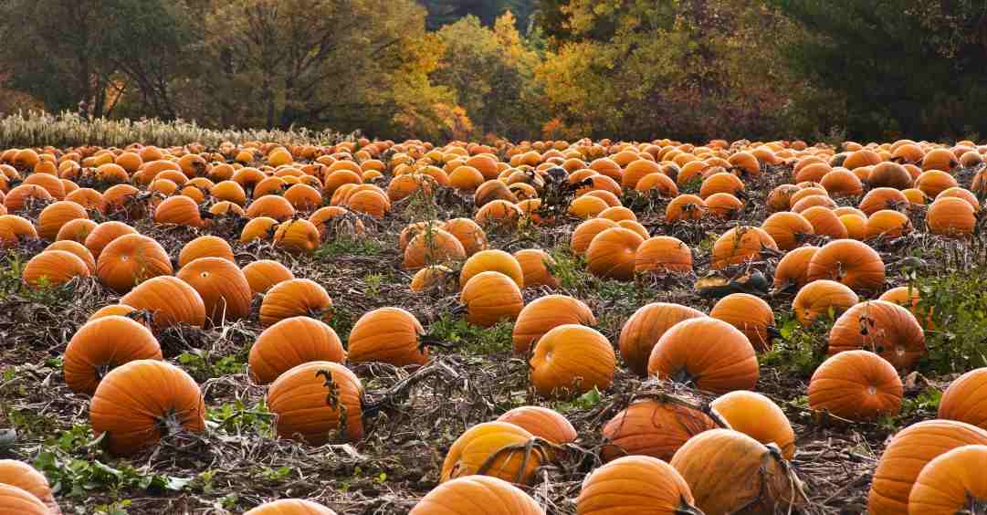  Bishops Burts Great Pumpkin Farm 