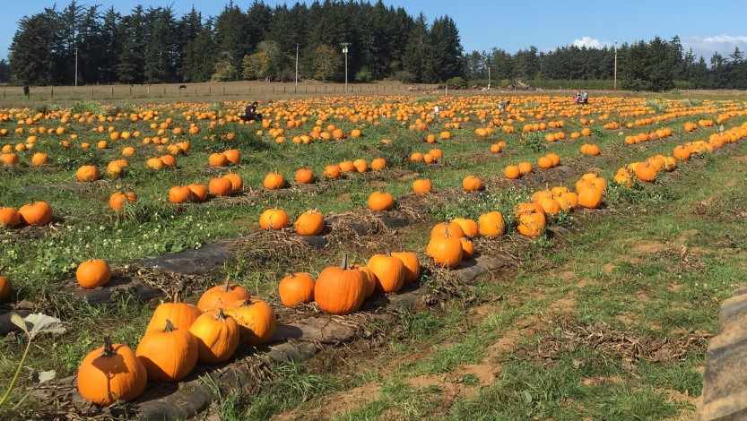  Bishops Burts Great Pumpkin Farm 