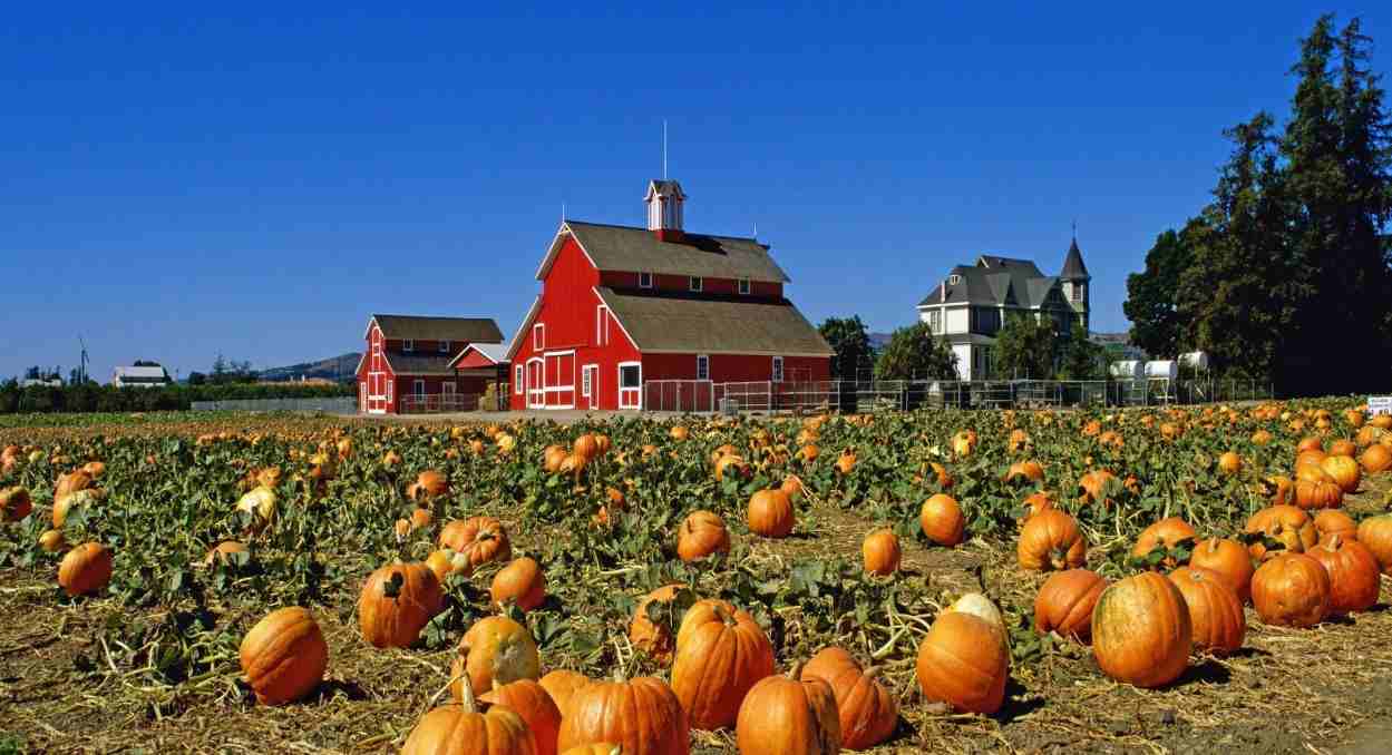  Bishops Burts Great Pumpkin Farm 