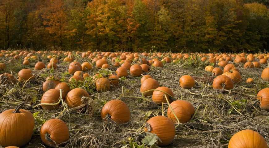  Bishops Burts Great Pumpkin Farm 