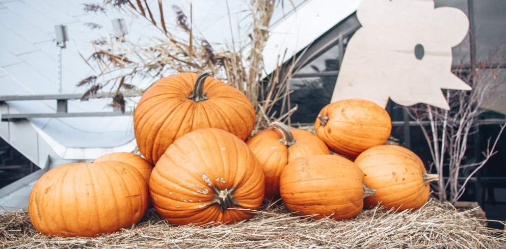  Bishops Burts Great Pumpkin Farm 