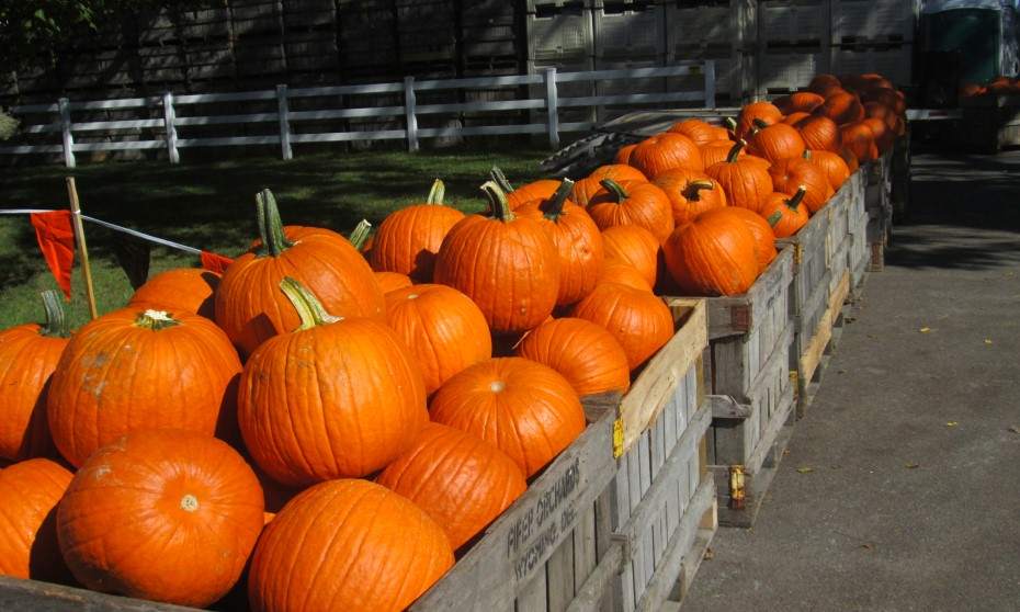  Bishops Burts Great Pumpkin Farm 