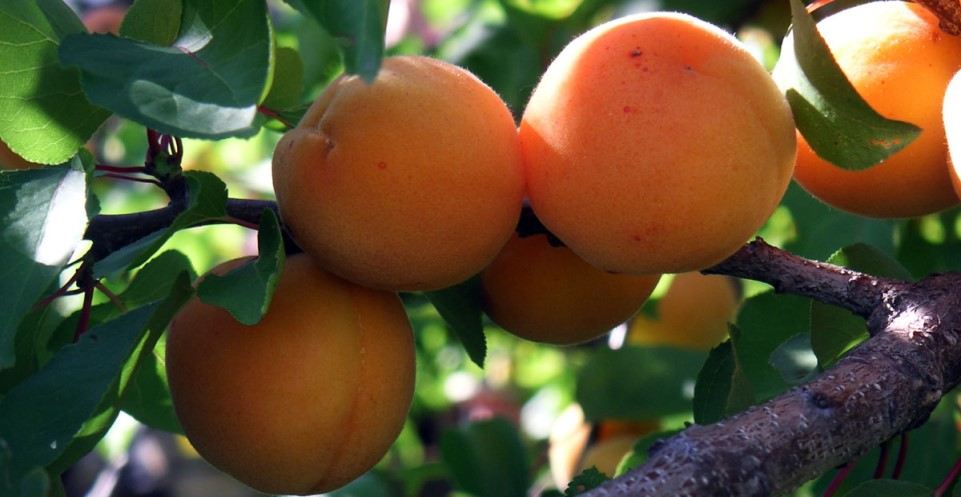  Buy dried apricot fruit Types + Price 