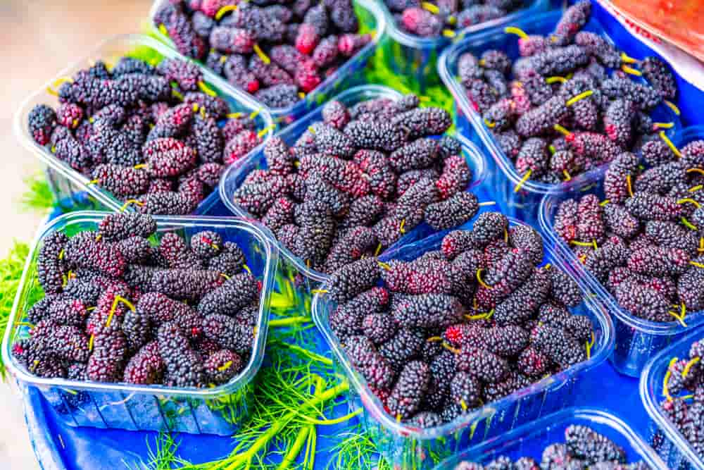  Buy The Latest Types of Mulberries Types At a Reasonable Price 