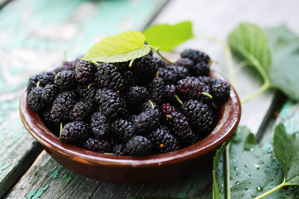  Buy The Latest Types of Mulberries Types At a Reasonable Price 