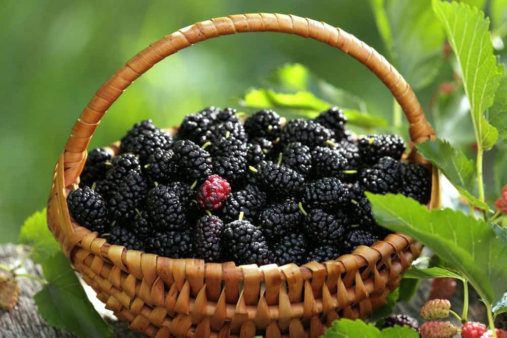  Buy The Latest Types of Mulberries Types At a Reasonable Price 