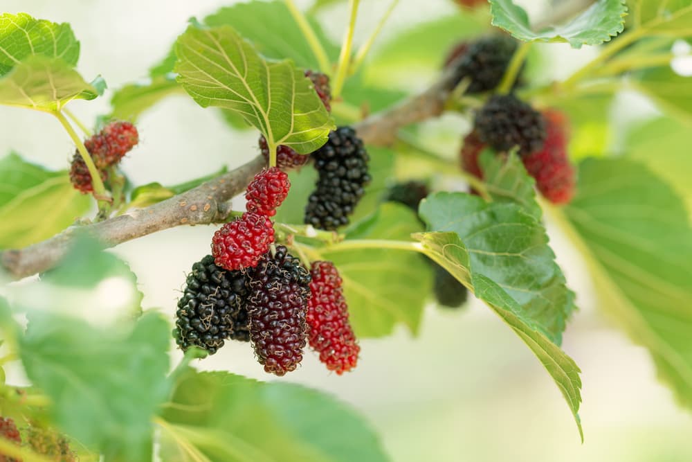  Buy The Latest Types of Mulberries Types At a Reasonable Price 