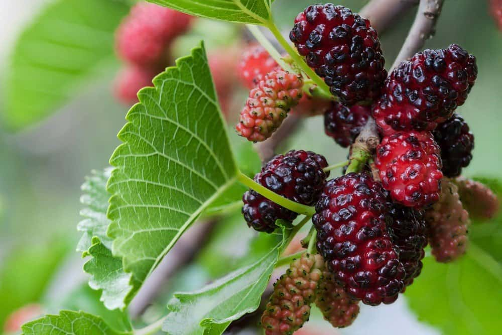  Buy The Latest Types of Mulberries Types At a Reasonable Price 