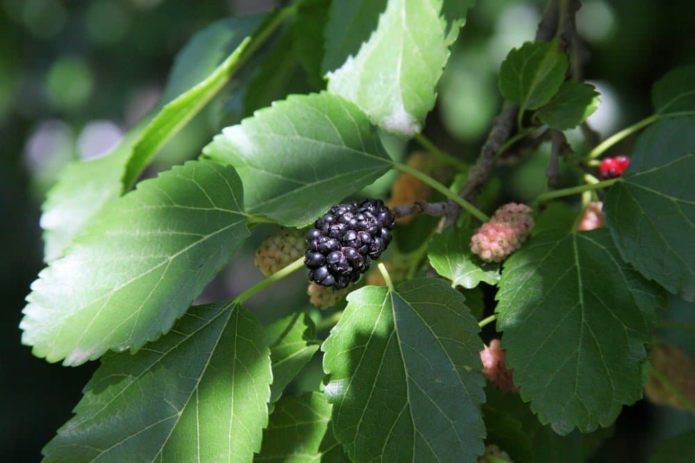  Buy The Latest Types of Mulberries Types At a Reasonable Price 