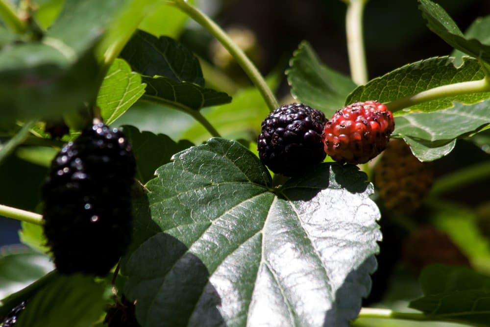  Buy The Latest Types of Mulberries Types At a Reasonable Price 