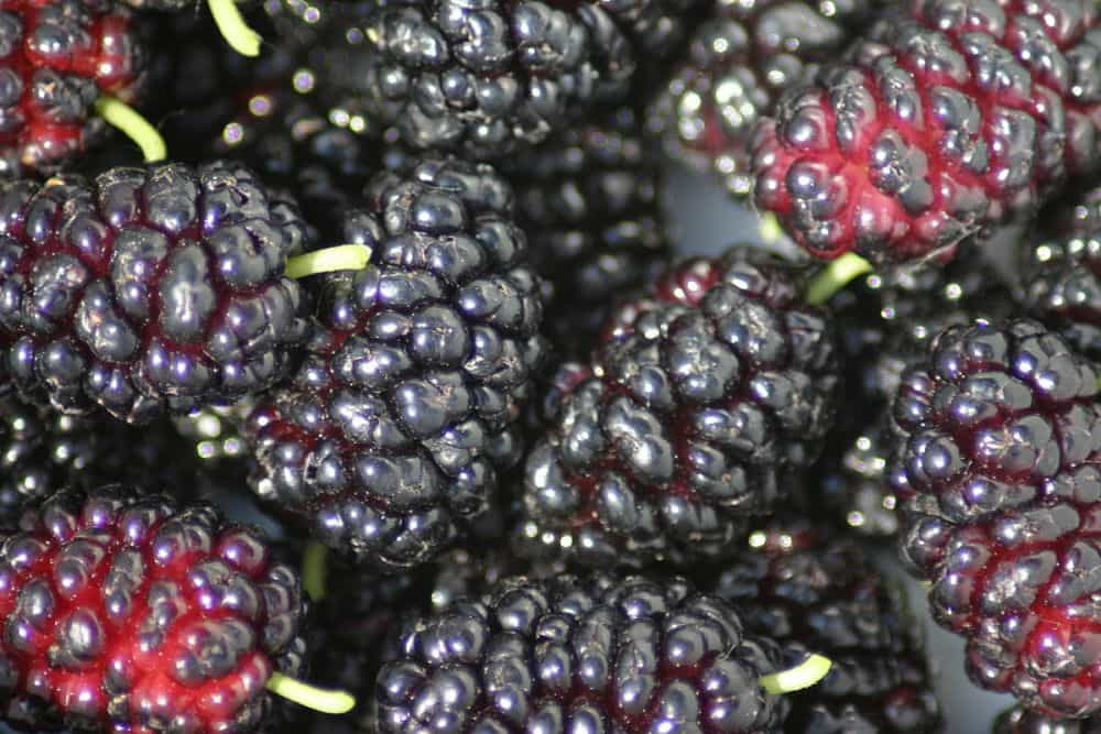  Buy The Latest Types of Mulberries Types At a Reasonable Price 